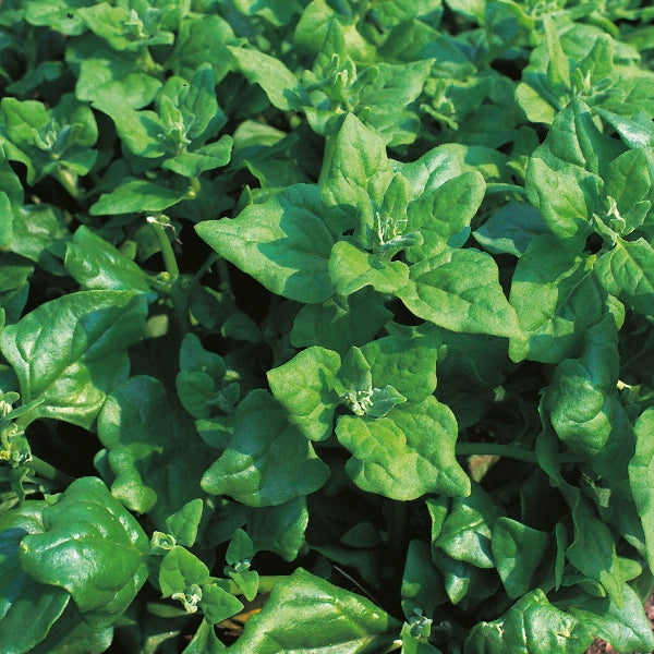 New Zealand spinach plant with thick triangular succulent green edible leaves growing in a garden bed