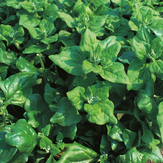 New Zealand spinach plant with thick triangular succulent green edible leaves growing in a garden bed