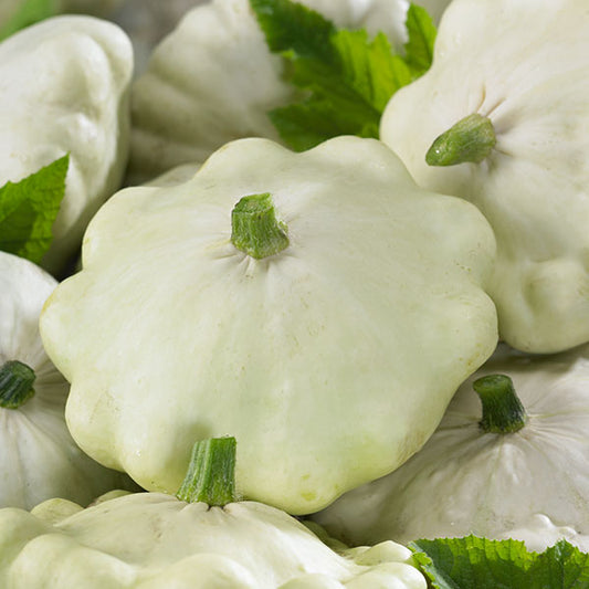 Custard pattypan squash, pale yellow scalloped summer squash