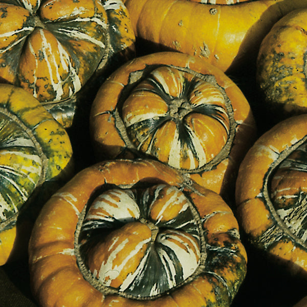 Turk's Turban squash, knobbly turban-shaped winter squash with orange, green and cream markings