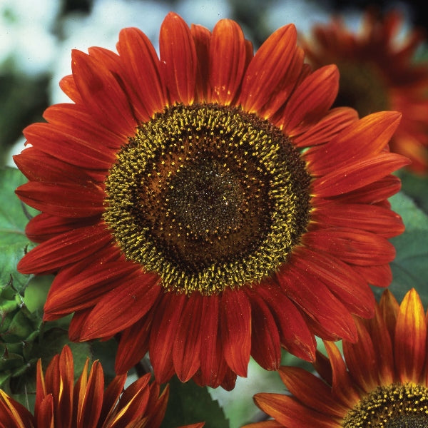 Tall sunflower with large yellow petals and dark brown centre in a garden setting