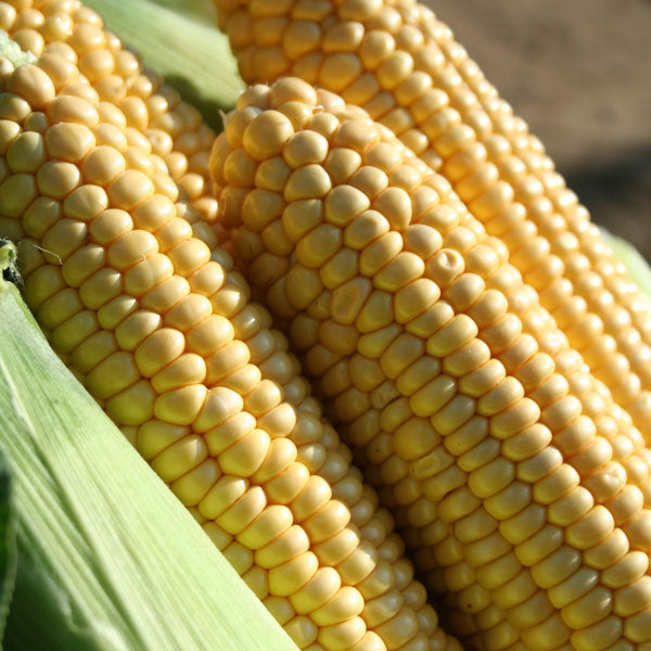 Sweetcorn Earlibird plants with green stalks and maturing cobs in a vegetable plot