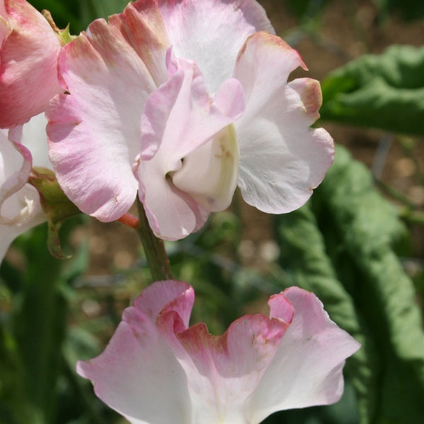 Trailing sweet pea (Lathyrus odoratus) with pink and purple pea-shaped blossoms and lush green pinnate foliage