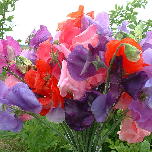 Sweet pea (Lathyrus odoratus) climbing plant with mixed pink and purple blooms on twining stems and green foliage