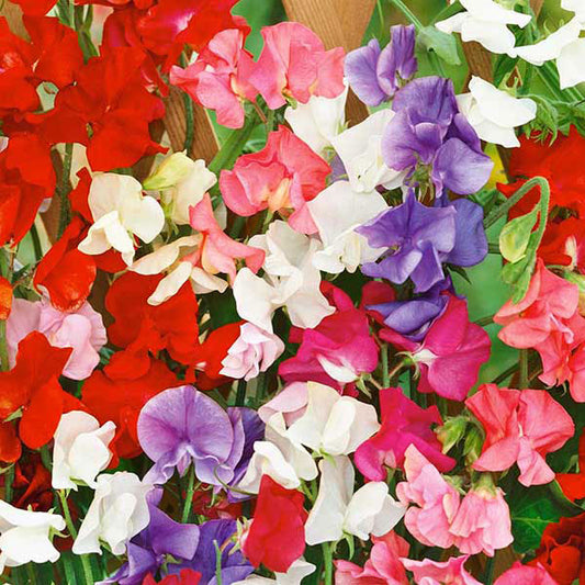 Sweet pea (Lathyrus odoratus) pink and white scented blooms on twining stems with green foliage, cottage garden climber