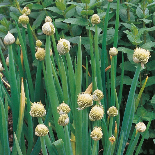 Welsh onion (Allium fistulosum) clump with long hollow green leaves and white bulbous bases in garden soil
