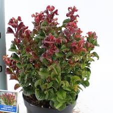 Pengelly Garden Centre outdoor display of mixed potted plants on wooden benches with price tags