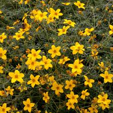 mixed seasonal bedding plants in black nursery trays with green foliage and colourful blooms