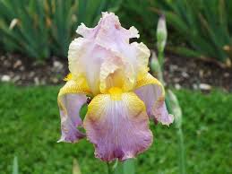 Acer palmatum Japanese maple with deep red dissected leaves in pot
