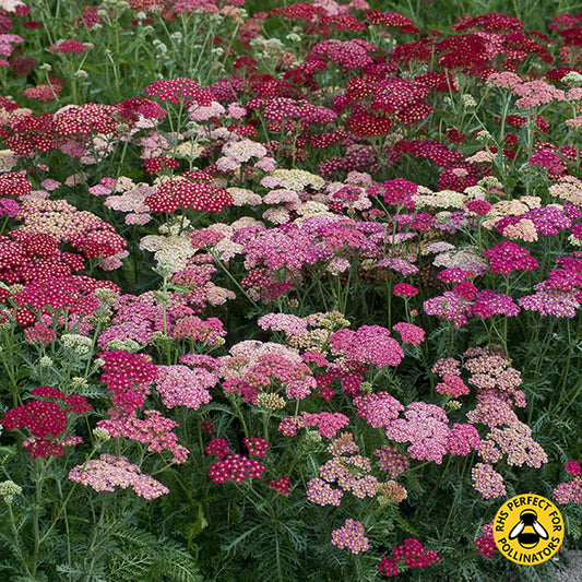 Achillea yarrow with deep crimson clustered flower heads and feathery green foliage in a sunny garden border