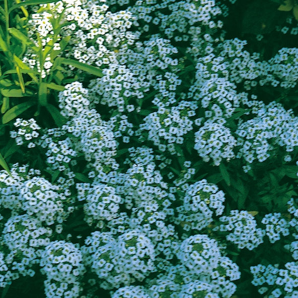 Sweet alyssum (Lobularia maritima) bedding plant with dense clusters of white flowers and green foliage