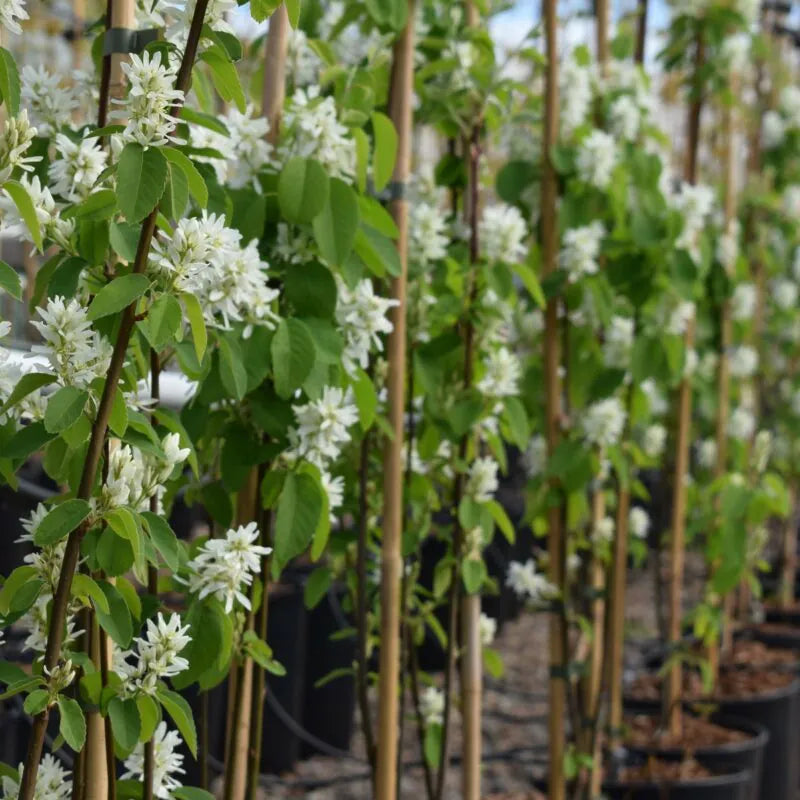 Amelanchier lamarckii serviceberry in spring with clusters of white blossoms and bright green leaves