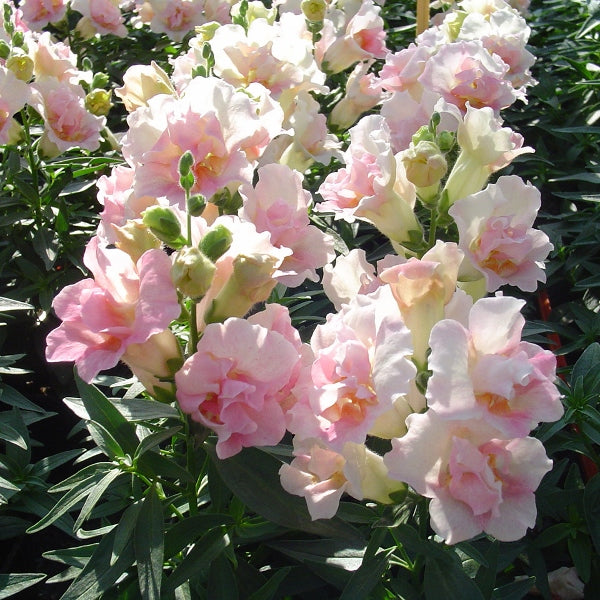Antirrhinum snapdragon flowering spikes with tubular blooms and green foliage