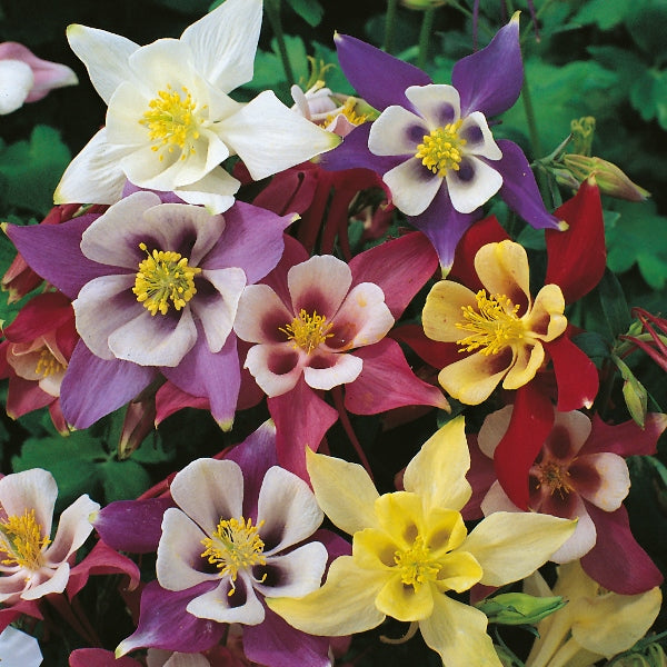 Aquilegia (columbine) with delicate nodding spurred flowers and lacy foliage, hardy perennial for cottage garden borders