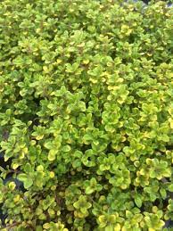Pengelly Garden Centre - archers
