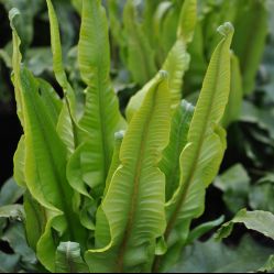 Asplenium fern with arching glossy green fronds, potted houseplant suitable for indoor shady spots
