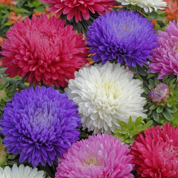 Aster plant with multiple daisy-like flowers and lush green foliage, ideal for borders and beds