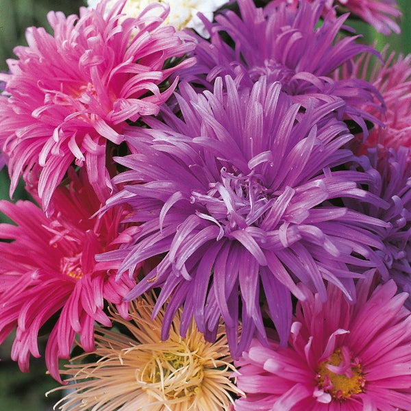 purple aster clump with many daisy-like flowers and yellow centres in a sunny cottage garden border
