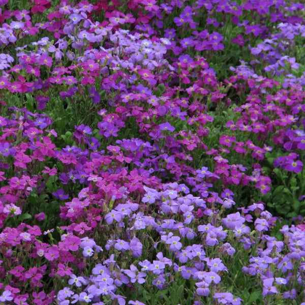 Aubretia groundcover with dense purple-violet flowers cascading over rockery, spring bedding plant