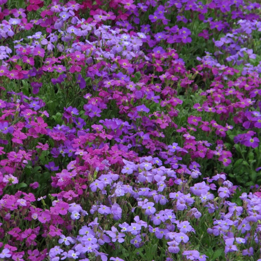 Aubretia groundcover with dense purple-violet flowers cascading over rockery, spring bedding plant