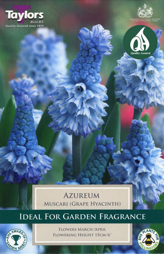 vibrant azure-blue shrub flowers with glossy green leaves in a terracotta pot at garden centre