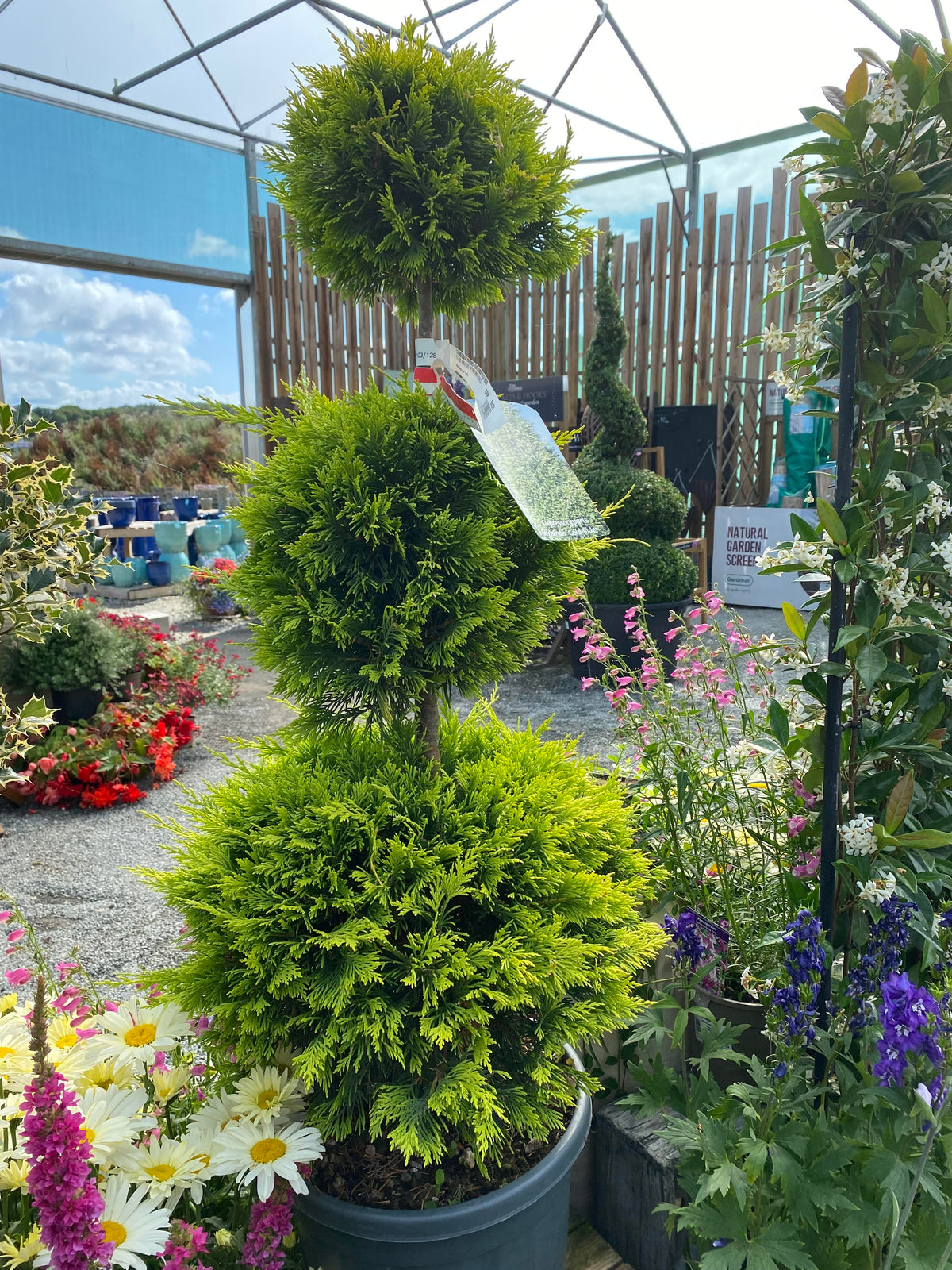 Colourful painted decorative garden balls on wooden display shelf at Pengelly Garden Centre
