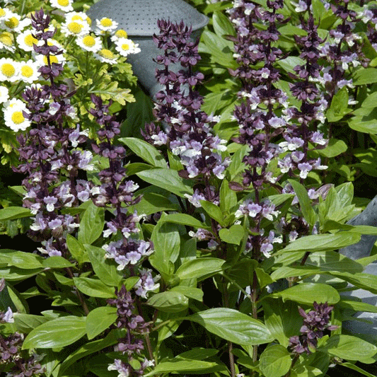 Fresh basil plant with bright green aromatic leaves, ideal for herb garden or kitchen windowsill