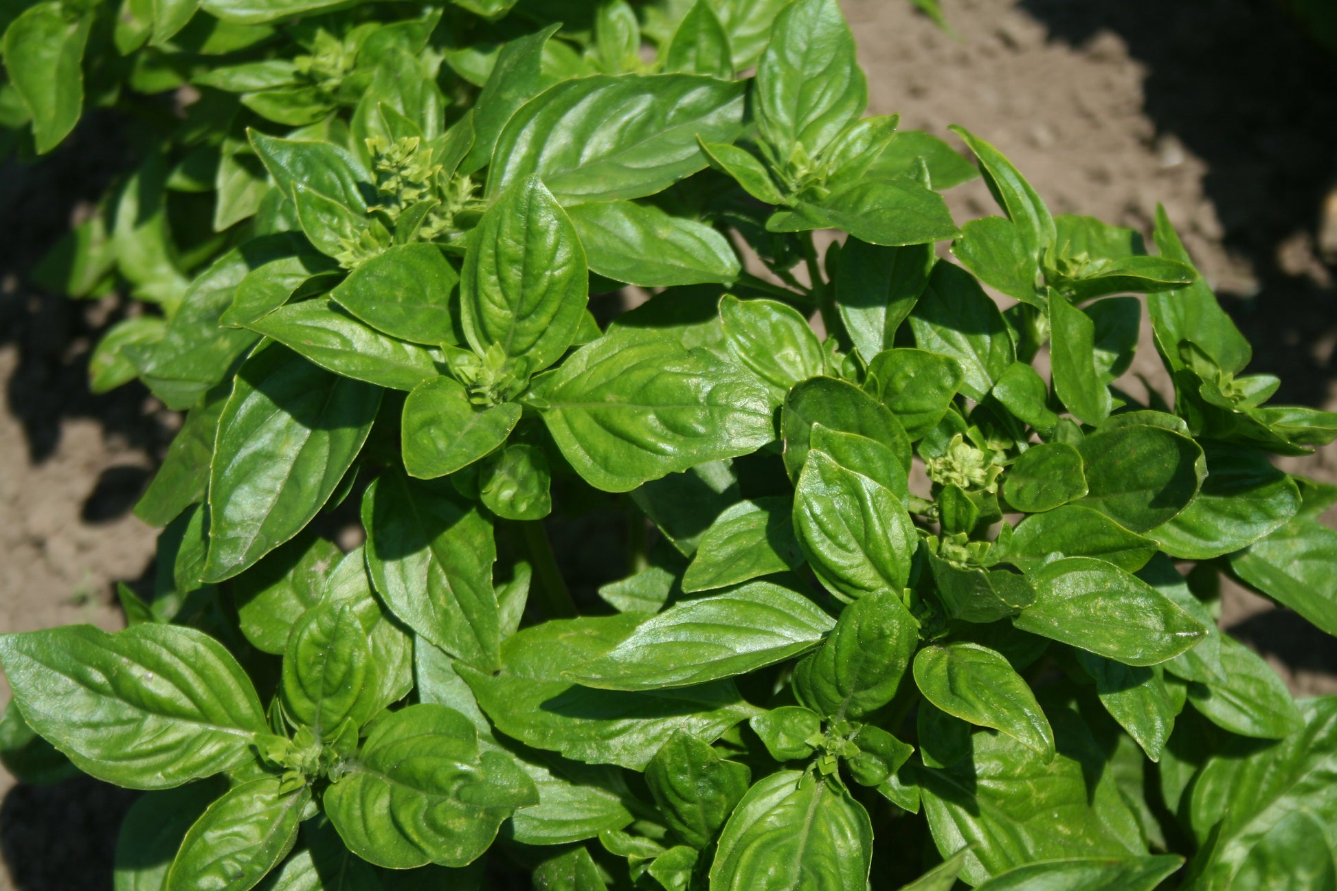 British basil plant with glossy green leaves in terracotta pot ready for kitchen herb garden