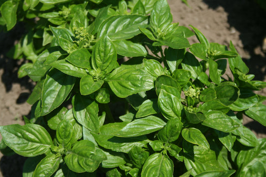 British basil plant with glossy green leaves in terracotta pot ready for kitchen herb garden