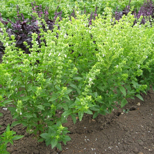 Bushy sweet basil plant with glossy green leaves in a terracotta pot, culinary herb for pesto and salads