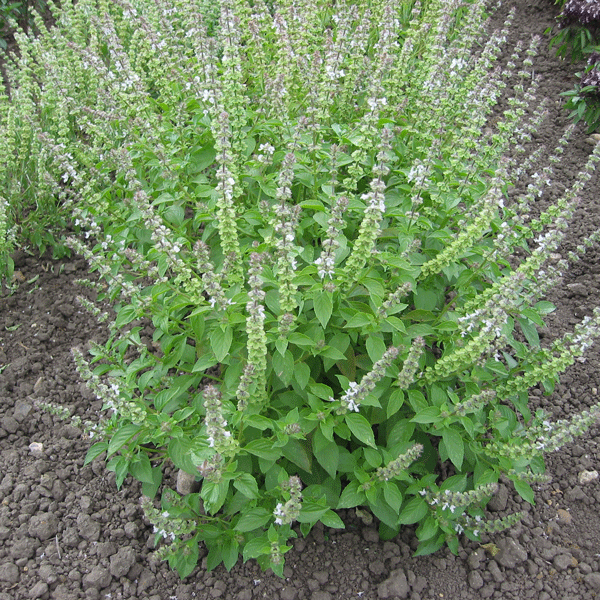 Lemon basil plant with bright green aromatic leaves, culinary herb for salads and pesto