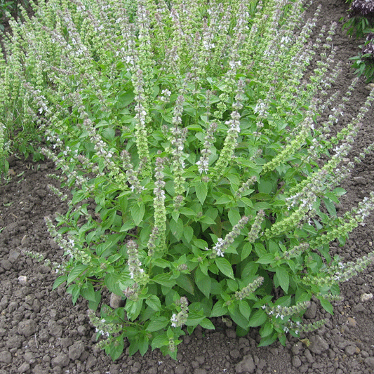 Lemon basil plant with bright green aromatic leaves, culinary herb for salads and pesto