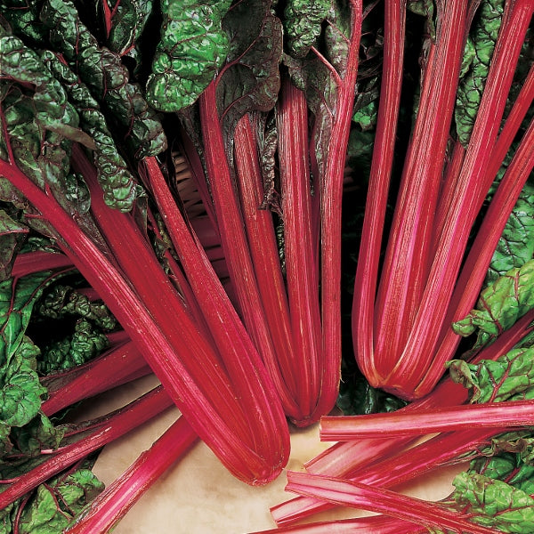 tray of chard (silverbeet) seedlings with rhubarb-red stems and glossy green leaves ready for planting