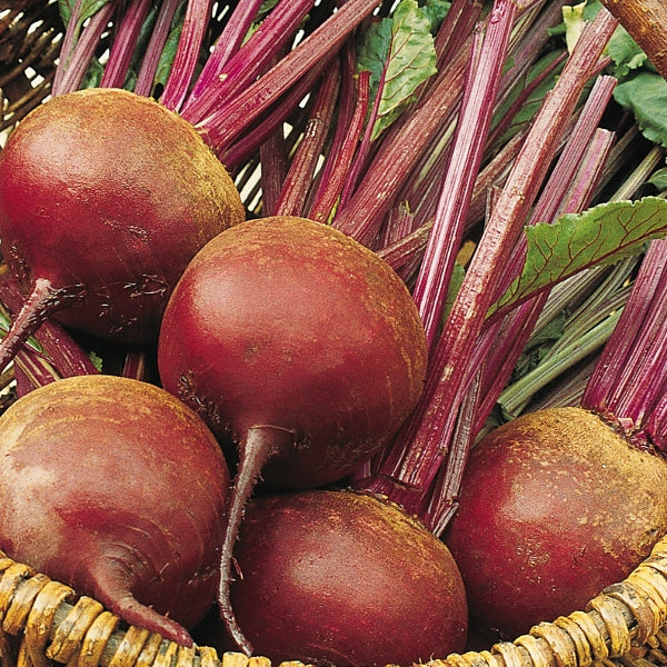 Beetroot Bolivar: round deep-red beetroots with fresh green tops on soil, homegrown vegetable variety
