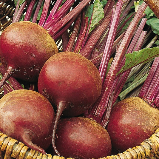 Beetroot Bolivar: round deep-red beetroots with fresh green tops on soil, homegrown vegetable variety