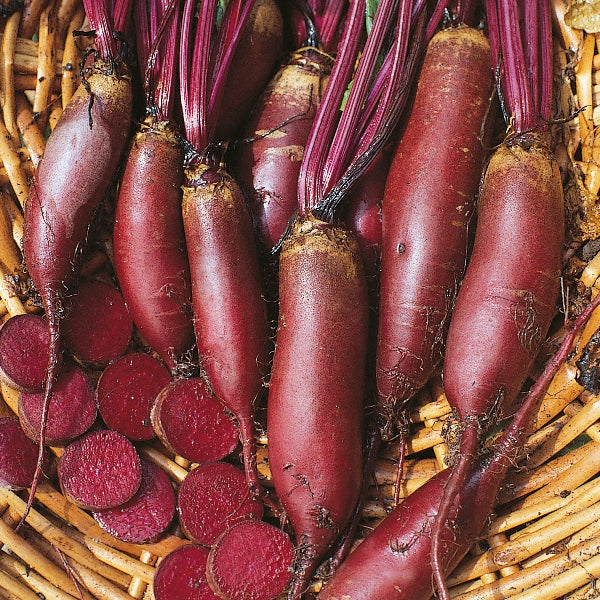 Cylindra beetroot showing long cylindrical deep red roots with smooth skin on soil