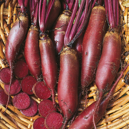 Cylindra beetroot showing long cylindrical deep red roots with smooth skin on soil