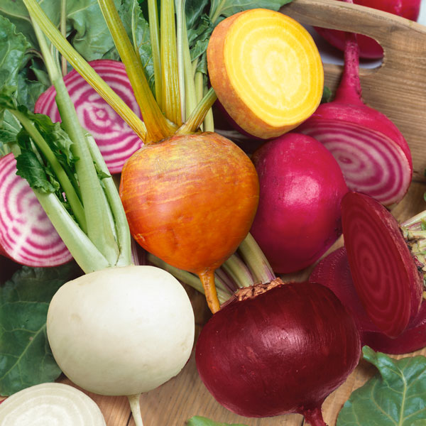 Mixed beetroot varieties showing red, golden and striped roots with fresh green leaves