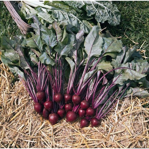 Bundle of ripe Pablo beetroot roots with green tops, smooth round deep-red bulbs ready for harvest