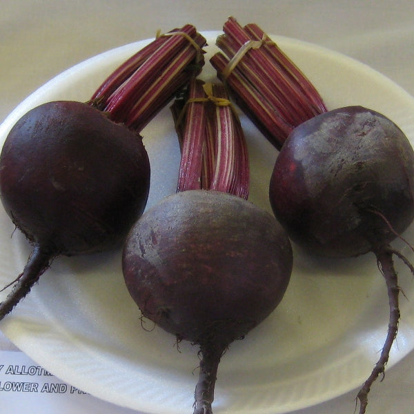 Red Ace beetroot with greens, smooth deep-red round roots ready for harvesting, ideal for home vegetable garden