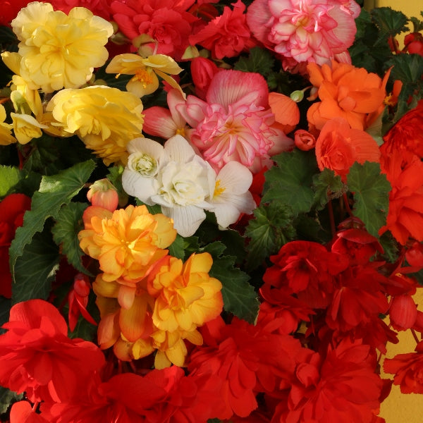 Bicolour pink and white Begonia with glossy green leaves in terracotta pot for patio or bedding