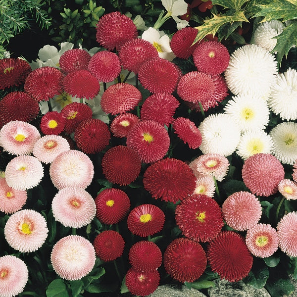 Bellis (English daisy) with pink and white button blooms, compact spring bedding plant