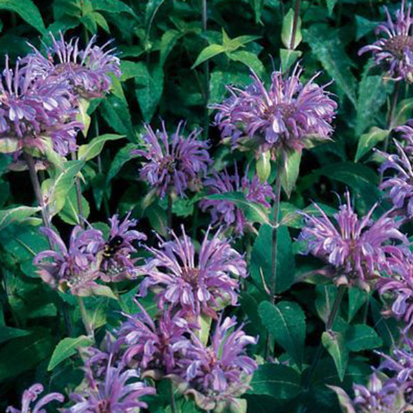 Bergamot (Monarda) bee balm with vivid magenta tubular flowers and aromatic green foliage, pollinator-friendly perennial