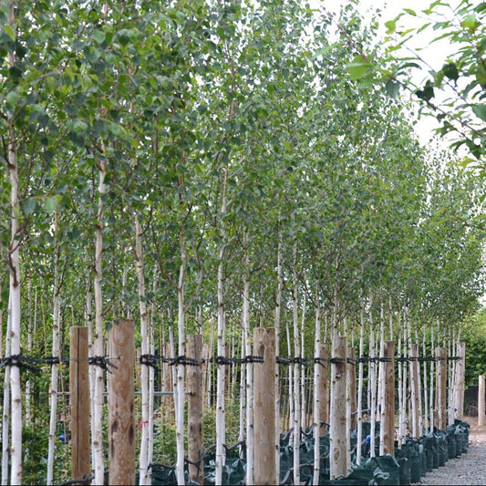 Betula birch tree with white peeling bark and golden autumn leaves in garden centre display