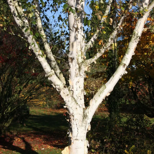 Betula utilis Snow Queen birch tree with striking white exfoliating bark and delicate green leaves in garden