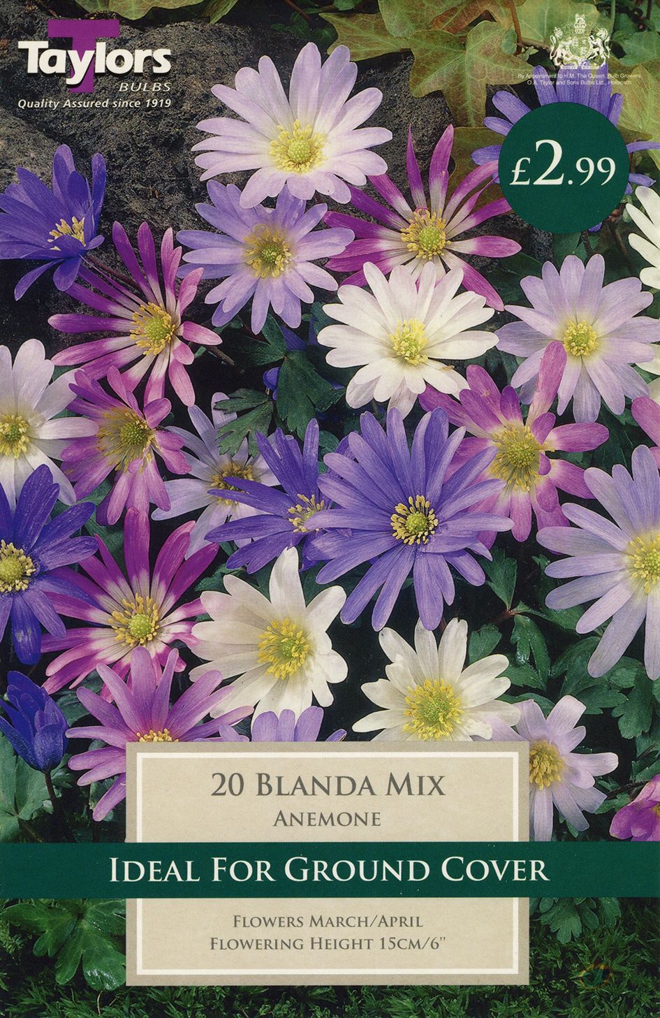 clump of Anemone blanda (Grecian windflower) with vivid blue daisy-like flowers and green foliage