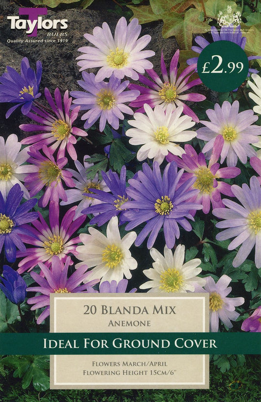 clump of Anemone blanda (Grecian windflower) with vivid blue daisy-like flowers and green foliage