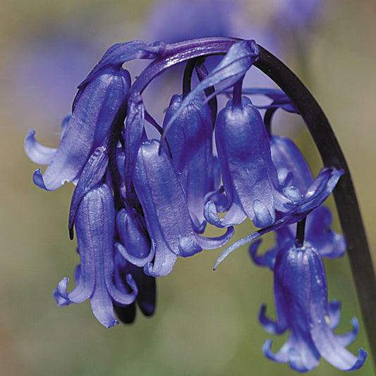 English bluebells (Hyacinthoides non-scripta) nodding violet-blue bell-shaped flowers in spring woodland