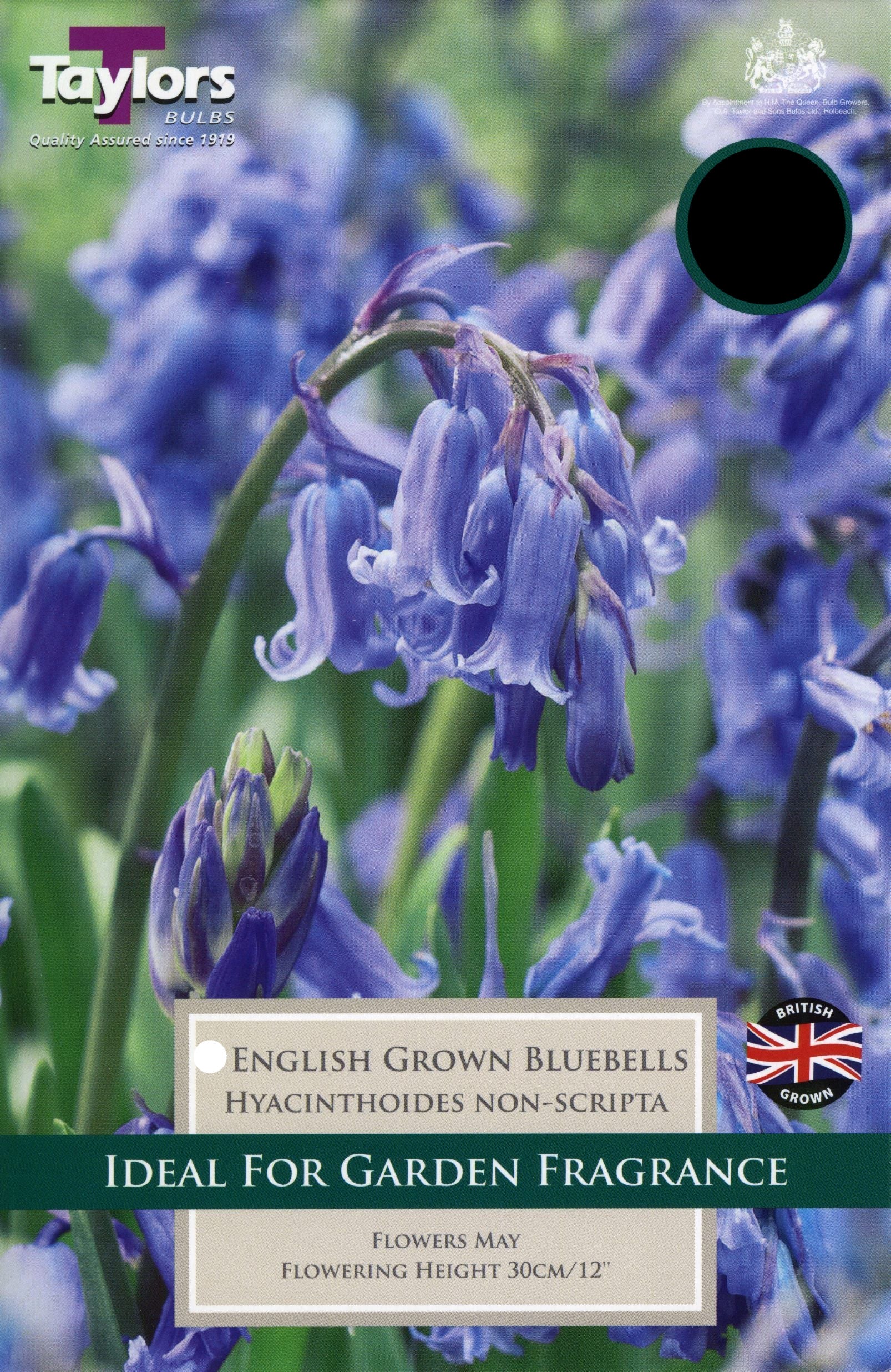 Carpet of native English bluebells (Hyacinthoides non-scripta) carpeting a Cornish woodland floor in spring