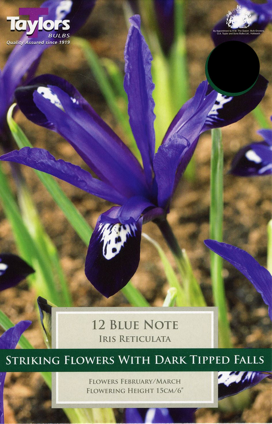 Blue Note perennial with deep blue flower clusters on tall stems, ideal for borders and patio pots